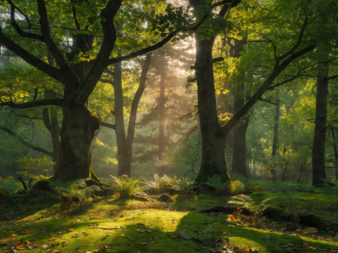 Sunlight filtering through tall trees in a green woodland.